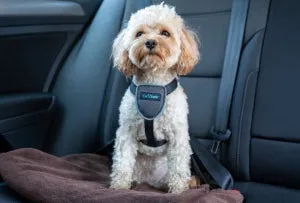 CarSafe – Travel Harness – Black