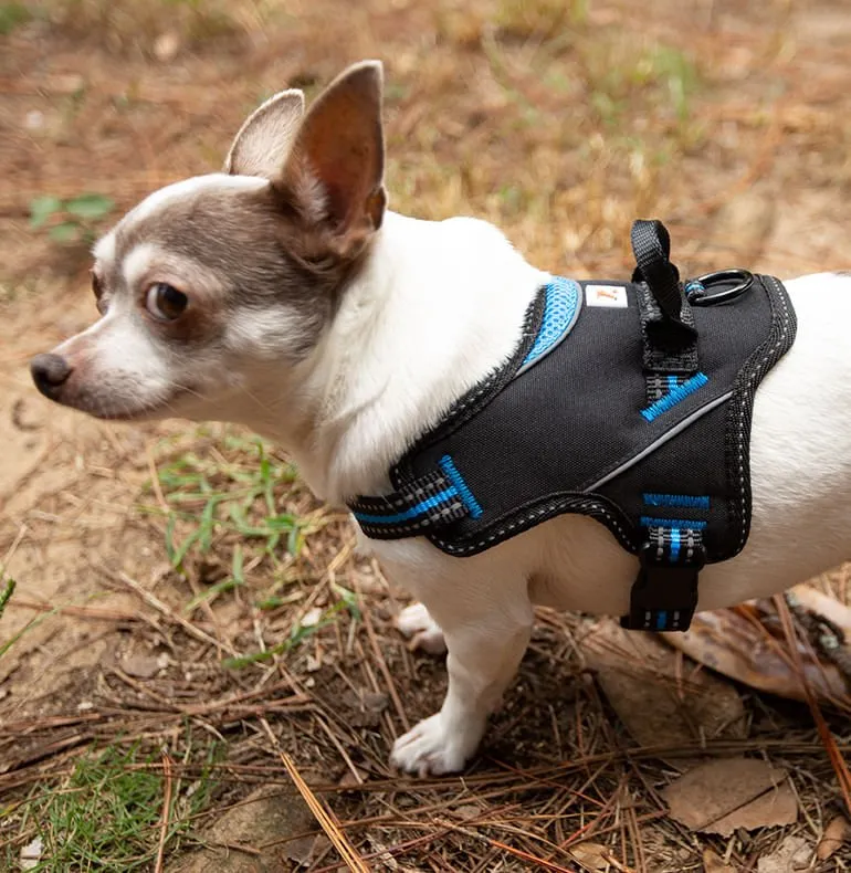 Doggy Tales Patented Hart Harness, Blue