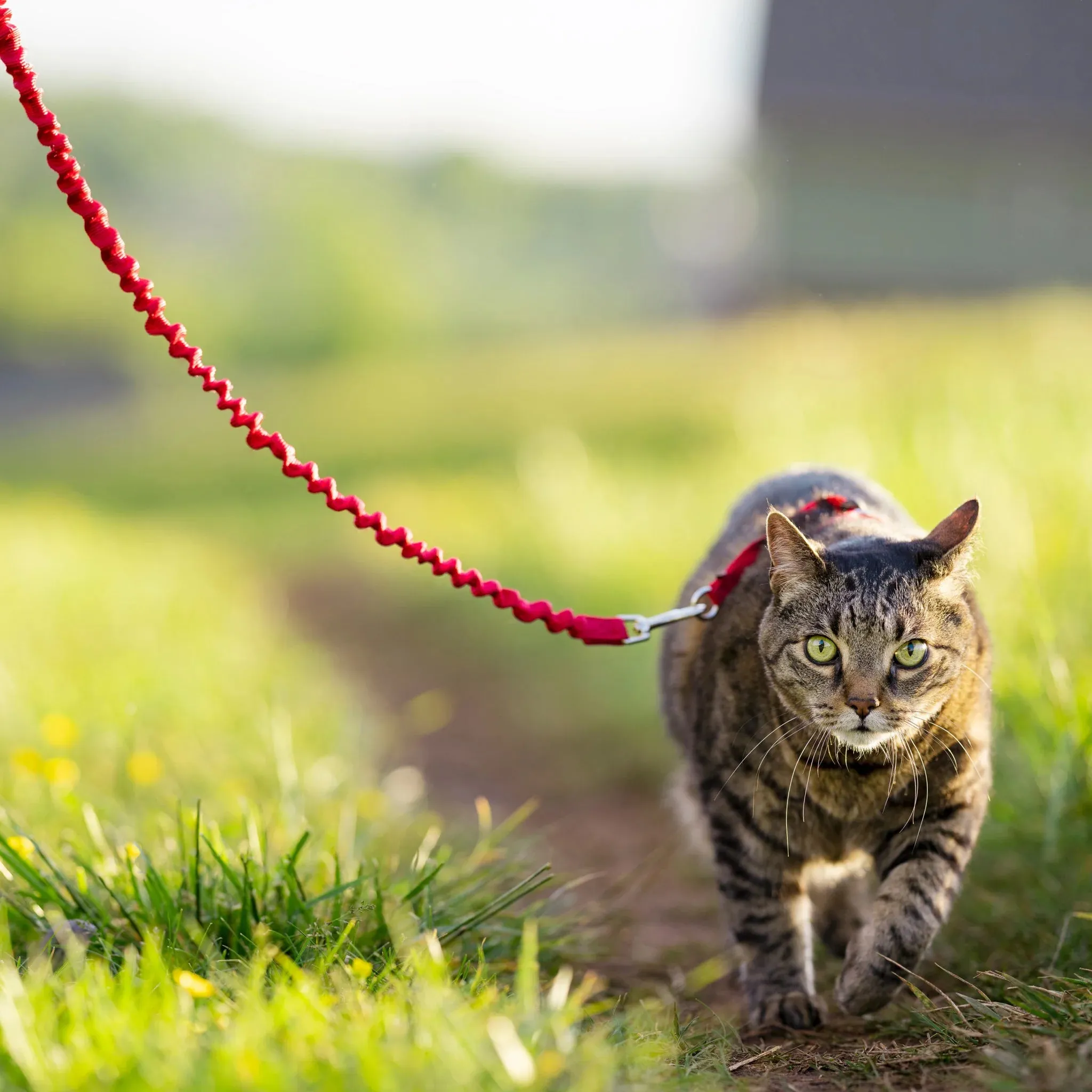 Premier Come With Me Cat Harness with Leash SALE