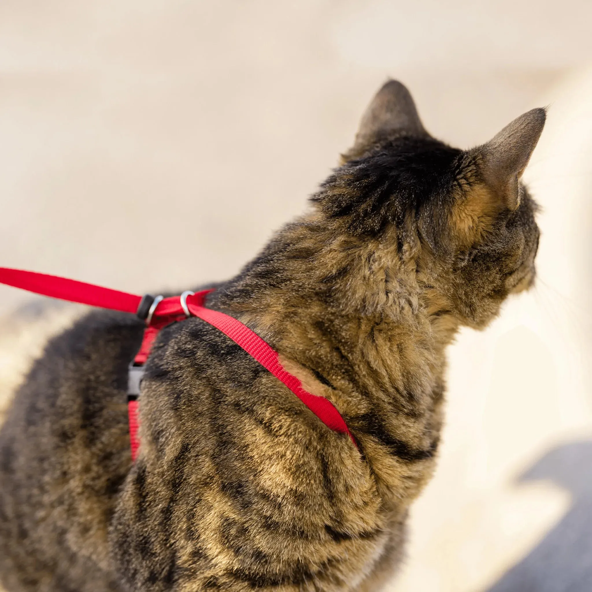 Premier Come With Me Cat Harness with Leash SALE