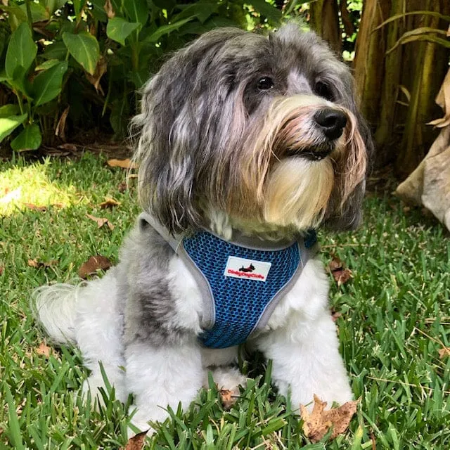 Step-In Strider Dog Harness