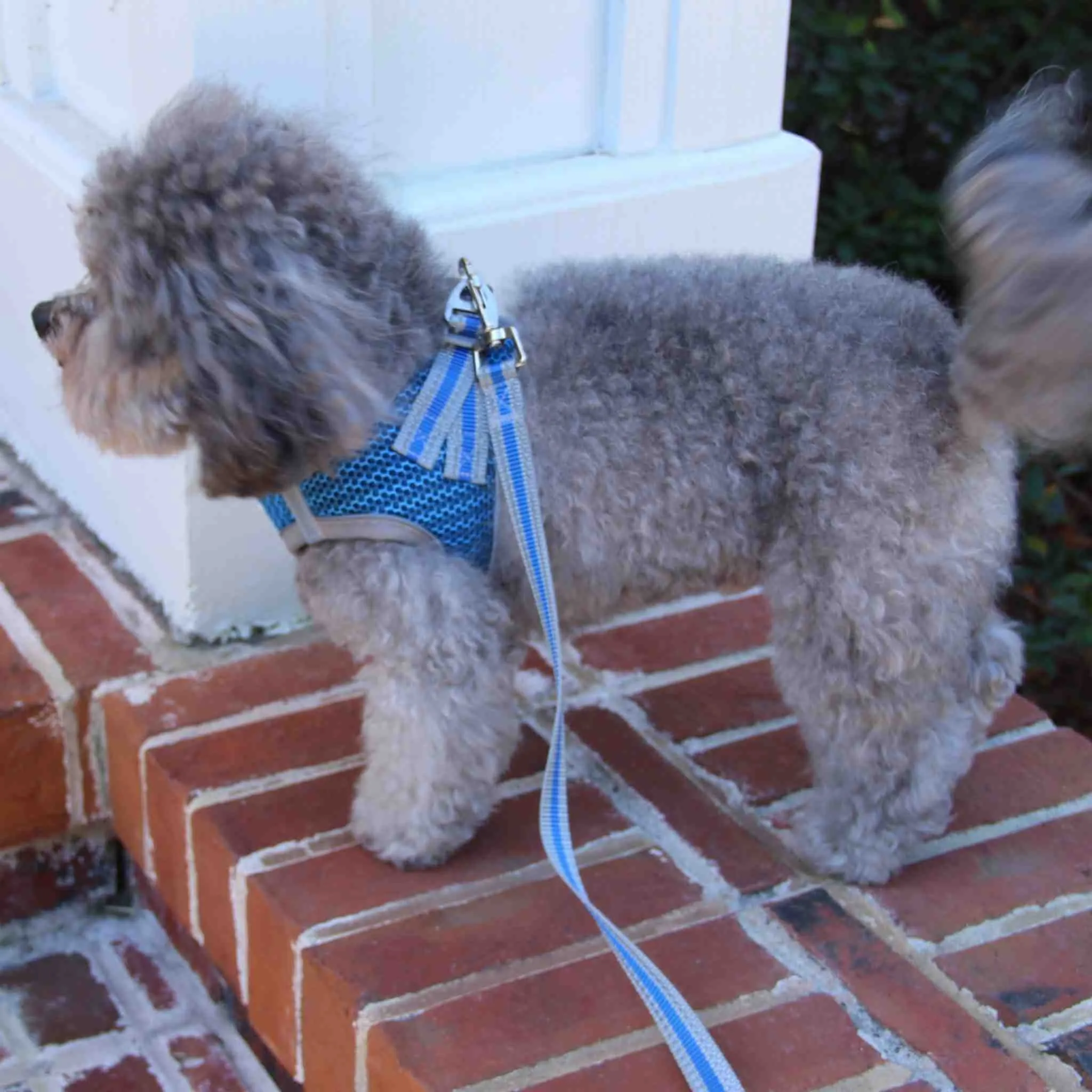 Step-In Strider Dog Harness